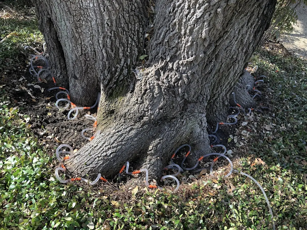 Detailed Tree Cabling and Bracing job site in Castro Valley